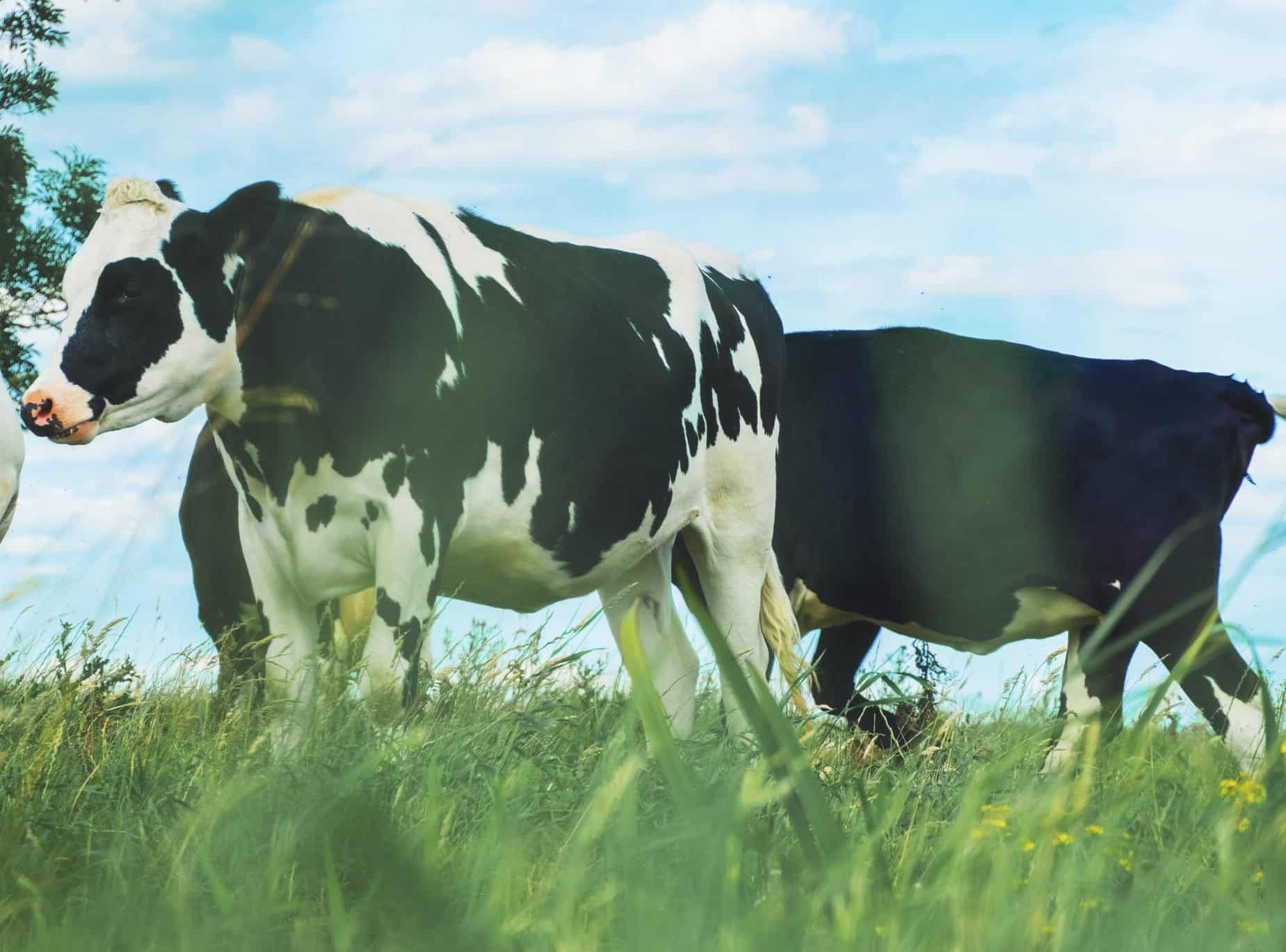 Ganyklinio periodo šėrimo ypatumai