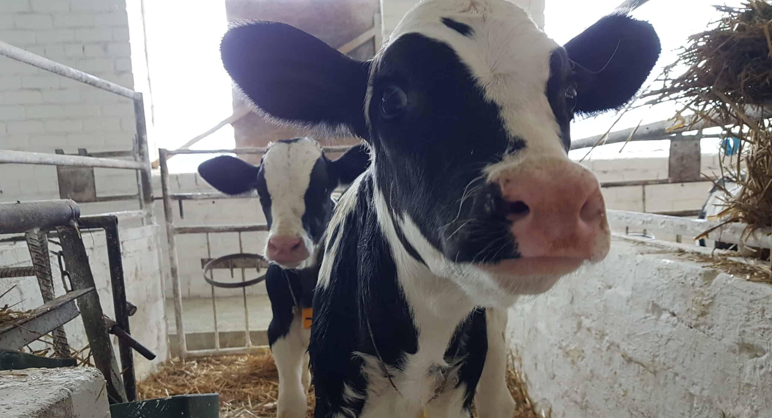 Karvių šėrimo naujovės